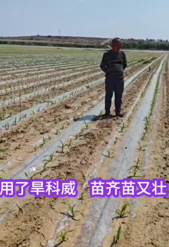 用了旱科威    苗齐苗又壮