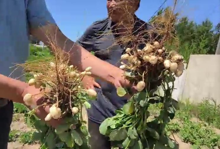 用旱科威的花生结果多