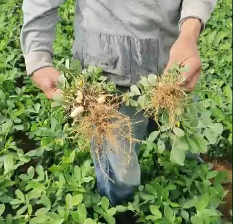 用了旱科威   花生结荚就是多