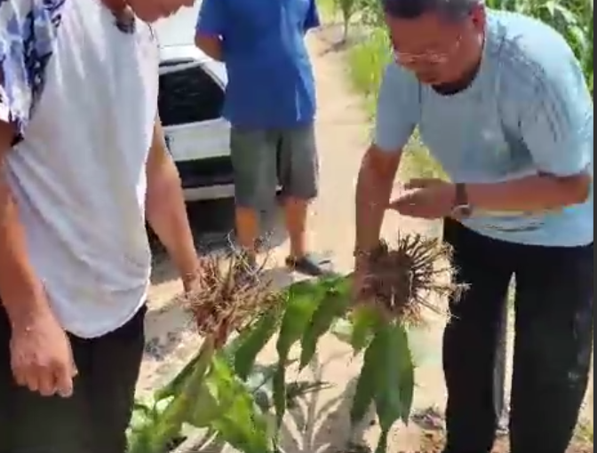 用旱科威的高粱长势旺出穗早