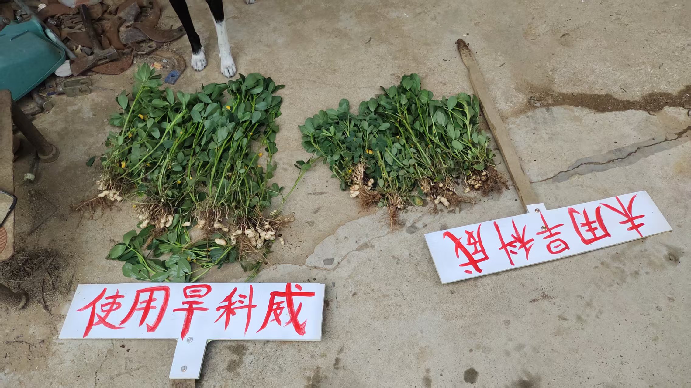 花生用了旱科威产量差距大