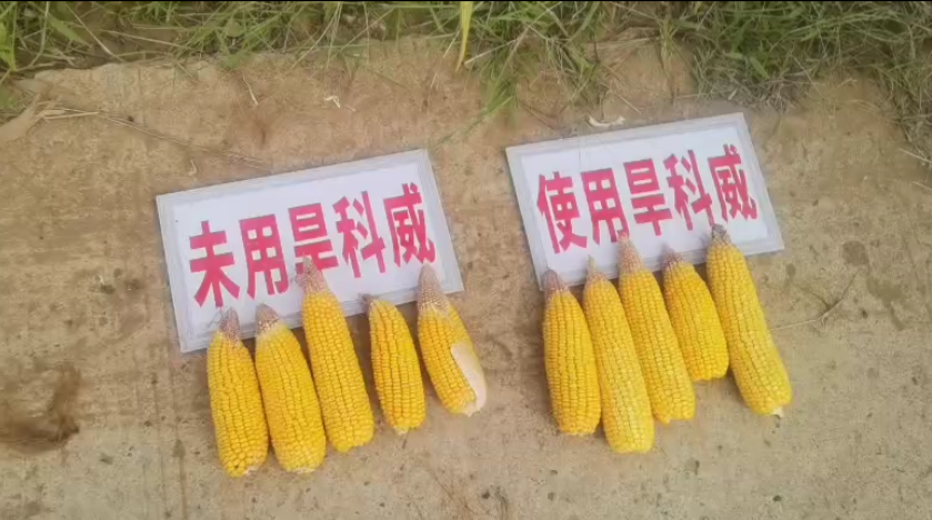 用旱科威的玉米就是高产