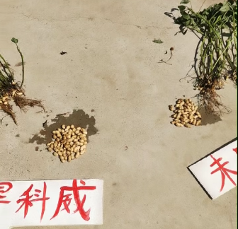 用了旱科威   花生增产多