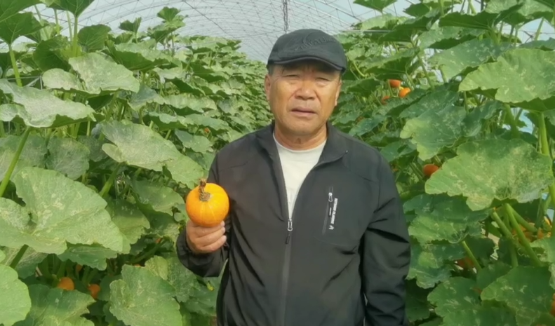 用旱科威的南瓜不落花落果