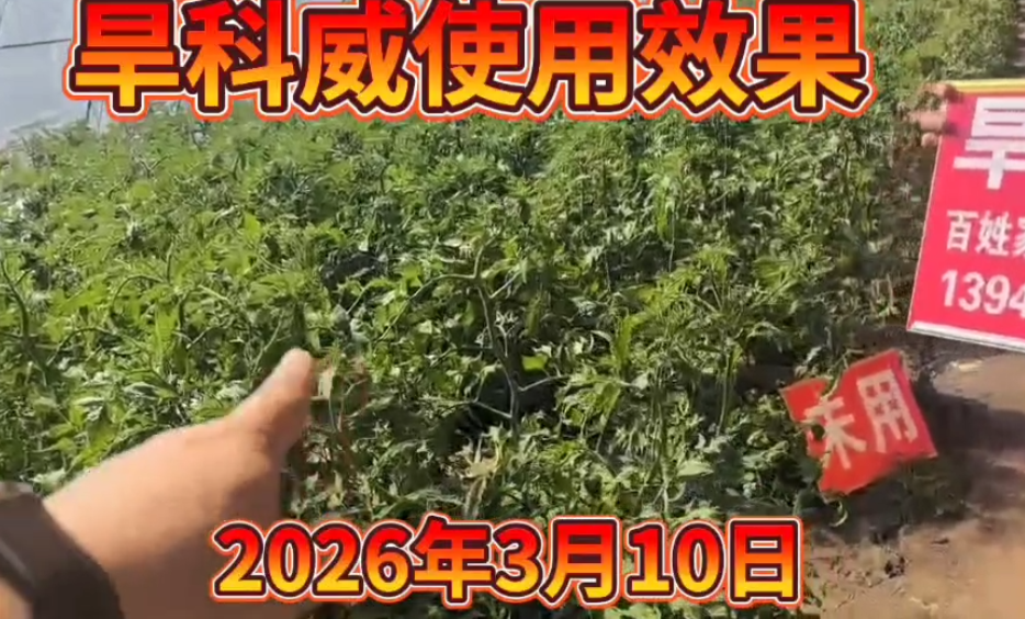 用了旱科威    西红柿结的多