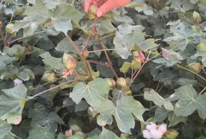 用旱科威的棉花长势旺