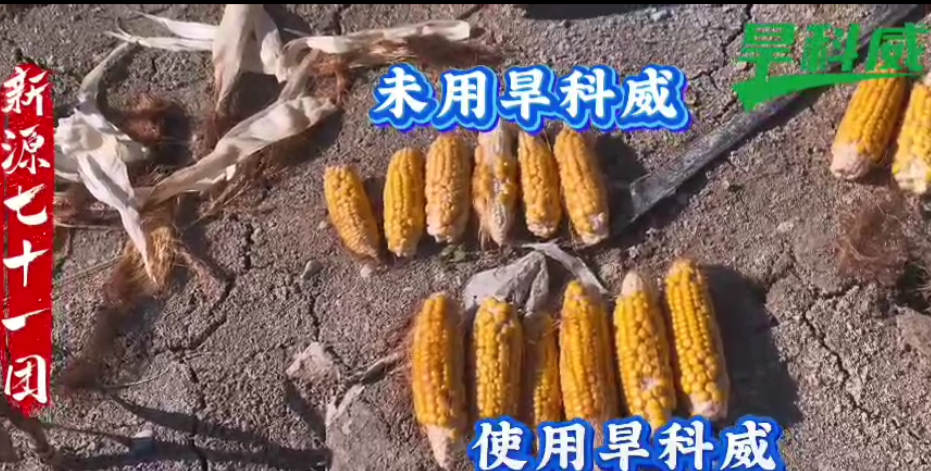 新源县玉米制种旱科威对比增产显著
