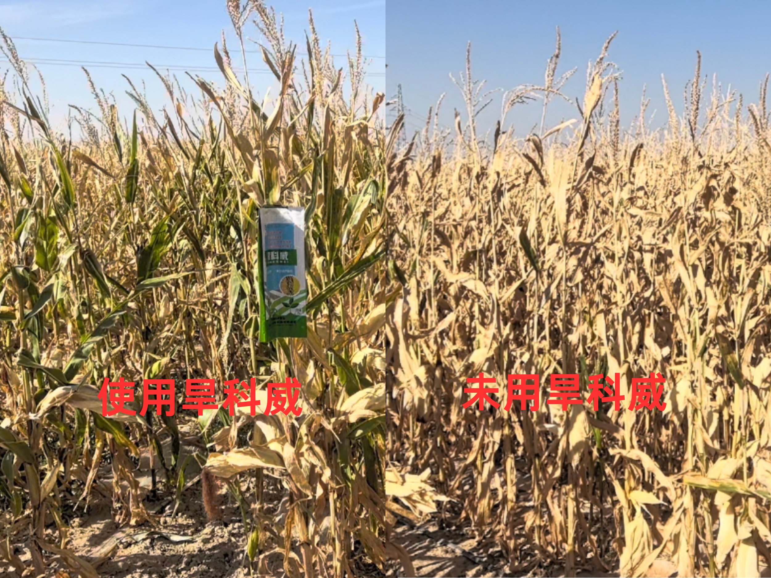用旱科威的玉米活秆成熟
